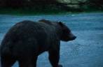 Um grande e obeso urso atravessa a estrada bem em frente à Fiona, em Haines, no sudeste do Alaska